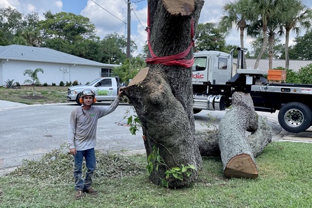 Hazardous Live Oak removal 