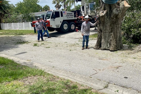 Laurel Oak removal West Melbourne lifted over pool enclosure 