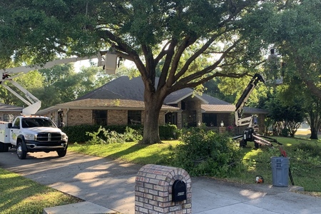 Front yard Live Oak detail