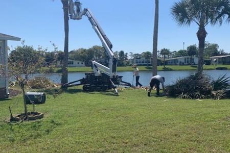 Sabal Palms detailed