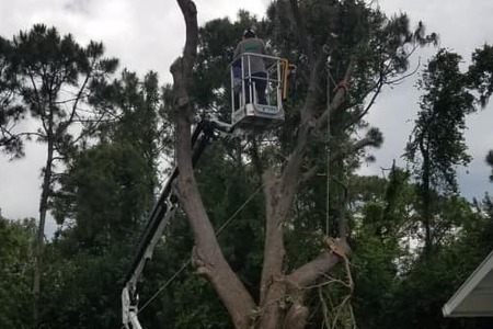 Live Oak removal backyard, Palm Bay, FL